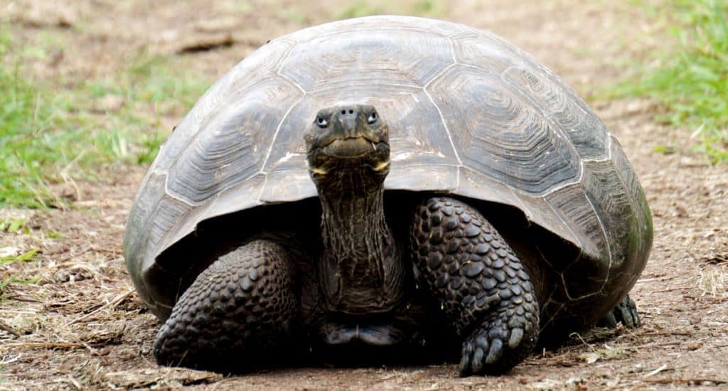 a tortoise not shopping!